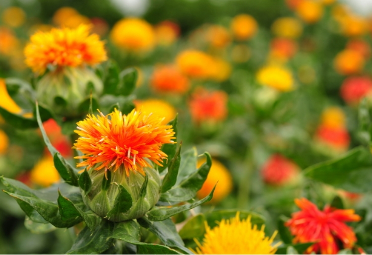 紅花（古くは末摘花とも呼ばれた）山形県では昔から染料として使われている